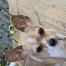 Bambi