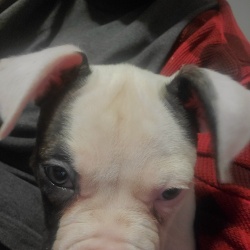 %name%, a %color% %breed% %type%